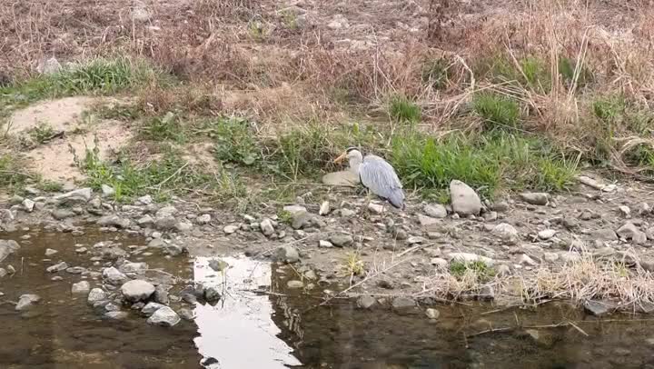 Grey heronfish hunting