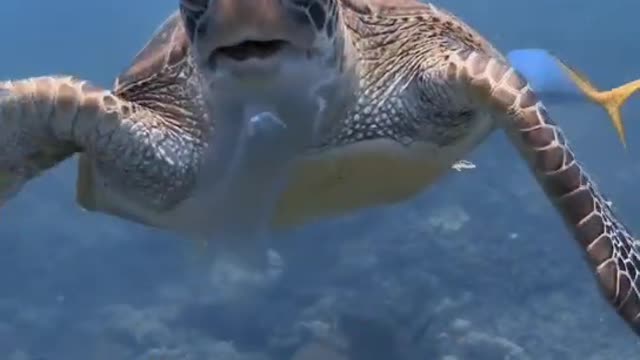 Diving to shoot turtles taking jellyfish as a delicious lunch