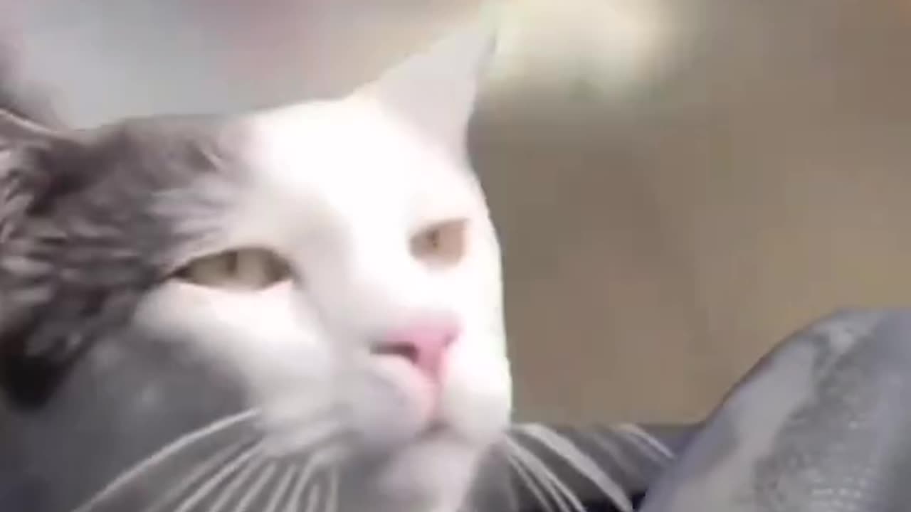 When cats drive๐๐,