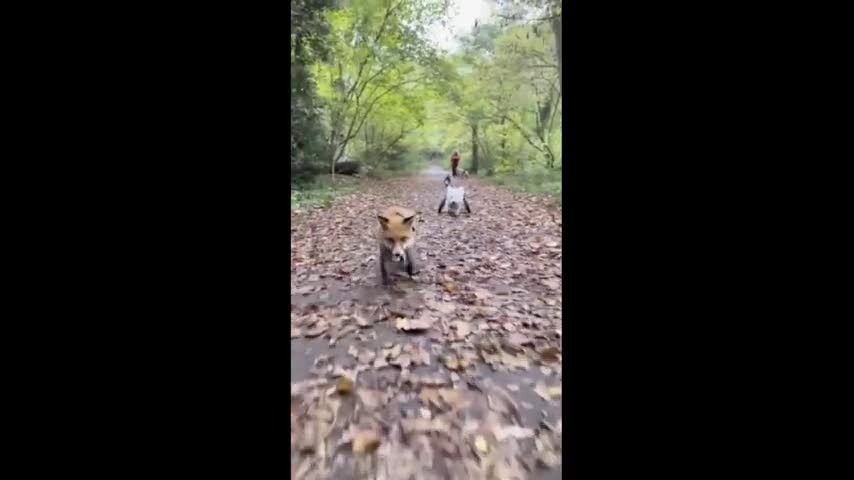 Dog and Fox meet at the vet, now share incredible bond together