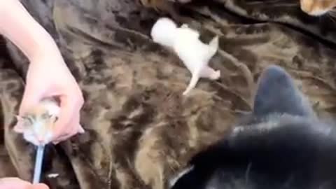Golden Retrievers and Husky Welcomes Tiny Baby Kittens.