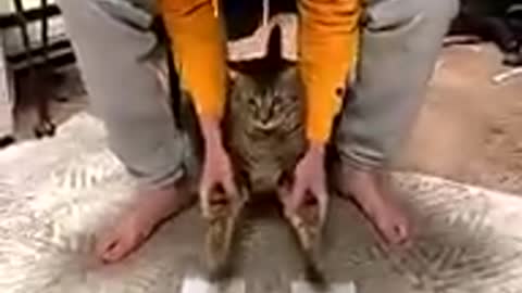 cat#youtubeshorts