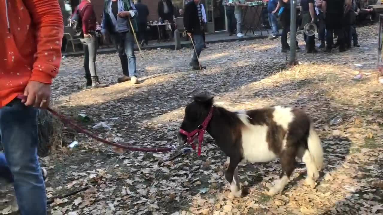 Meet the Smallest Horse.