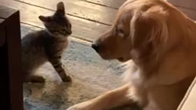 Golden retriever who was an only child gets a new kitten — watch them compete for kisses from Dad😍