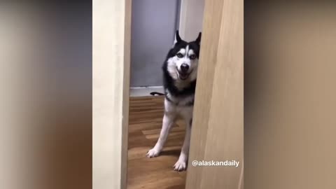 Husky Knows He's in Trouble When He Gets Caught by His Owner