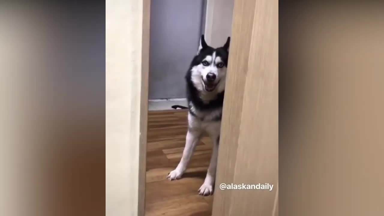 Husky Knows He's in Trouble When He Gets Caught by His Owner
