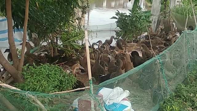 the ducks are in the garden