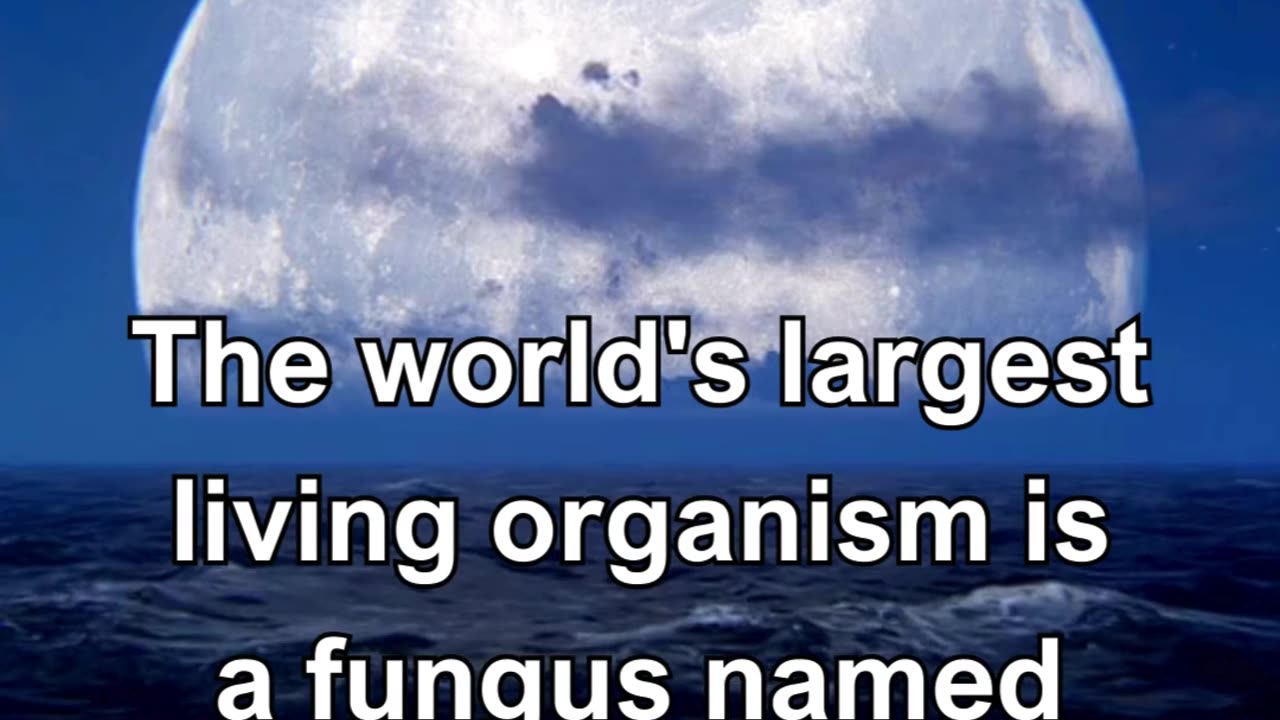 The world's largest living organism is a fungus named Armillaria ostoyae, spanning over 2,385 acres