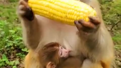 Funny animals Lovely Monkeys Videos 2021