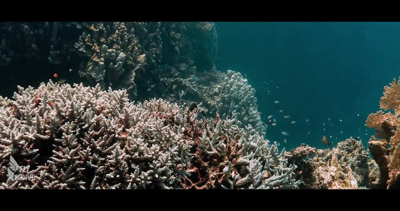 4K | 1H | RED SEA UNDERWATER SEASCAPES | Colorful Coral Reefs and Wildlife