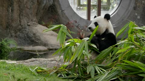 Cute Panda New Video - Cute Panda Video Collection