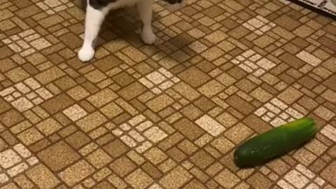 Funny Cat Cleaning Face # shorts
