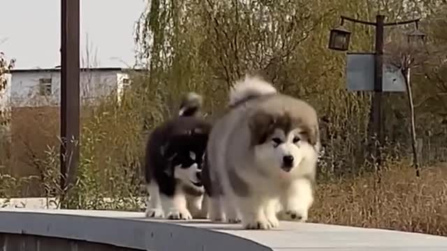 FUNNY HUSKY TEAM | PUPPIES GO OUT | SUPER CUTIES HUSKY | PUPPIES WALK