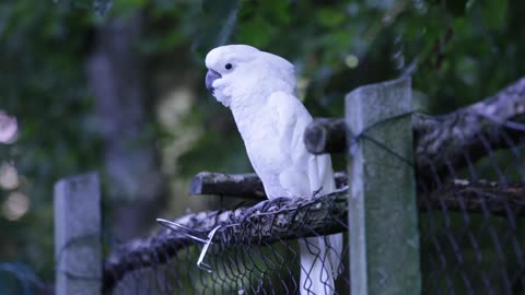 A comic parrot does beautiful moves