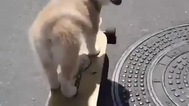 skateboarder's dog