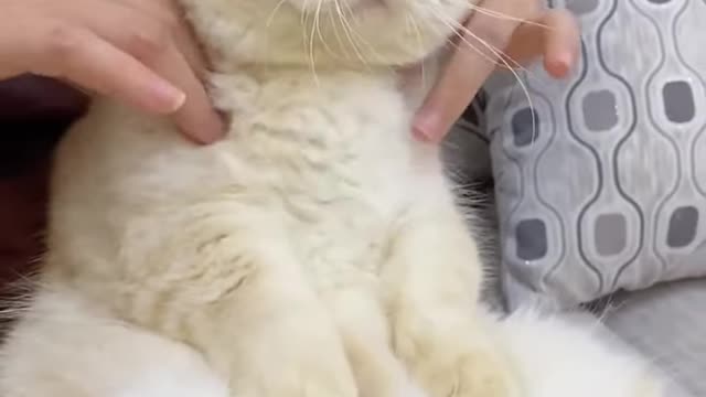 Cat massage and exercise