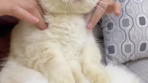 Cat massage and exercise