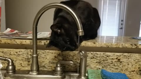 20241031 183419 Tux Drinking from Faucet