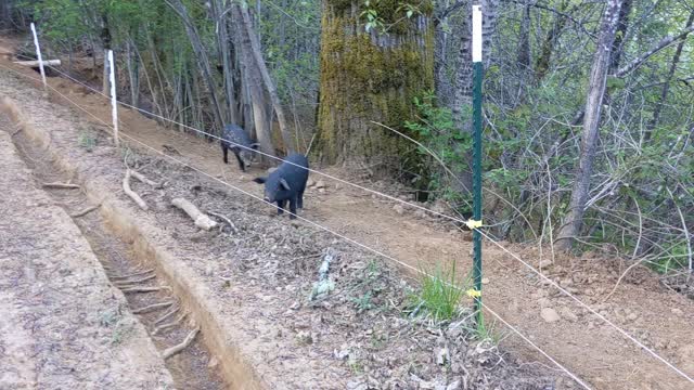 Another Injured Weaner