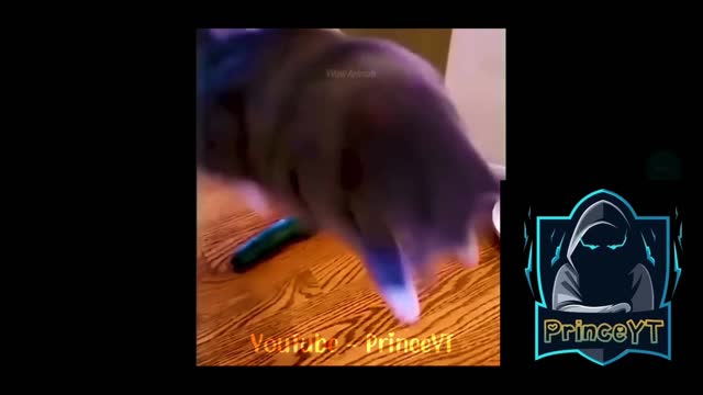 Funny Cat 🤭😂 cat Don't like this 🤣 Amazing Video