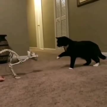 CORRIDA FLORESTAL 🏃😂😂😂