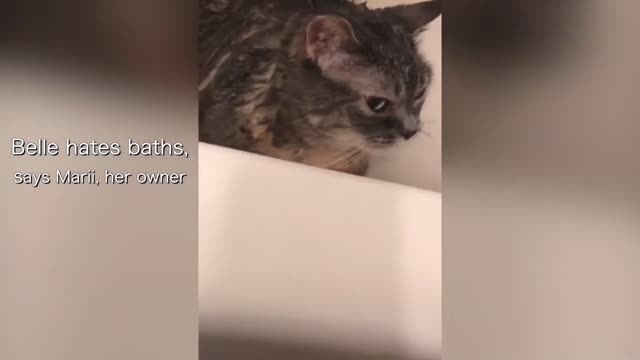 Funny cats 🤣 you laugh you loose