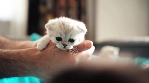 British Scottish kittens are really adorable