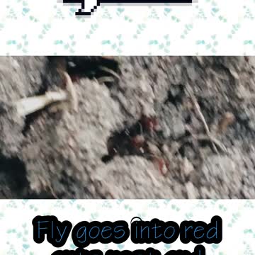Fly steps into red ant nest and regrets it