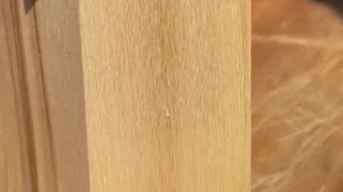 Wood cutting. Satisfying