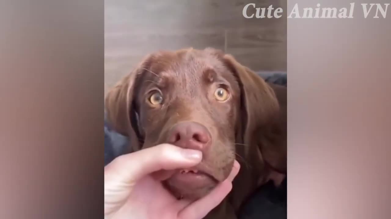 Funny Animals 23