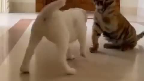 Fite Dog and tiger😮💯💥