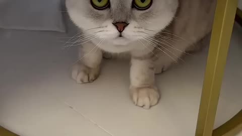 We love cute cat Cat our best friend