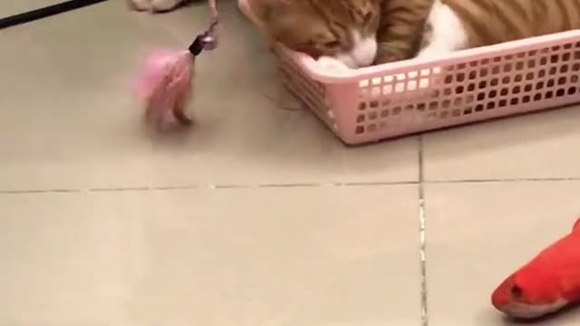 Bulldog Playing with cat together