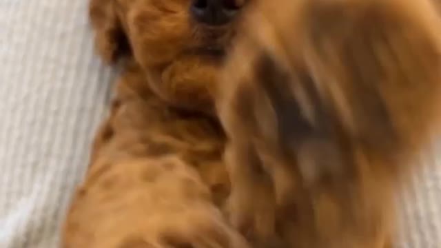 Teddy bear feels | cute dog