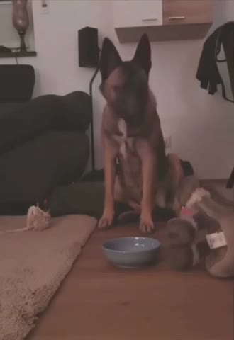 QUE GRAN EJEMPLO DE LOS PERROS, MUY INTELIGENTES, CUANDO VEN EL PELIGRO...