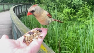 Hand-Feeding Birds in Slow Motion - The Northern Female Cardinal.