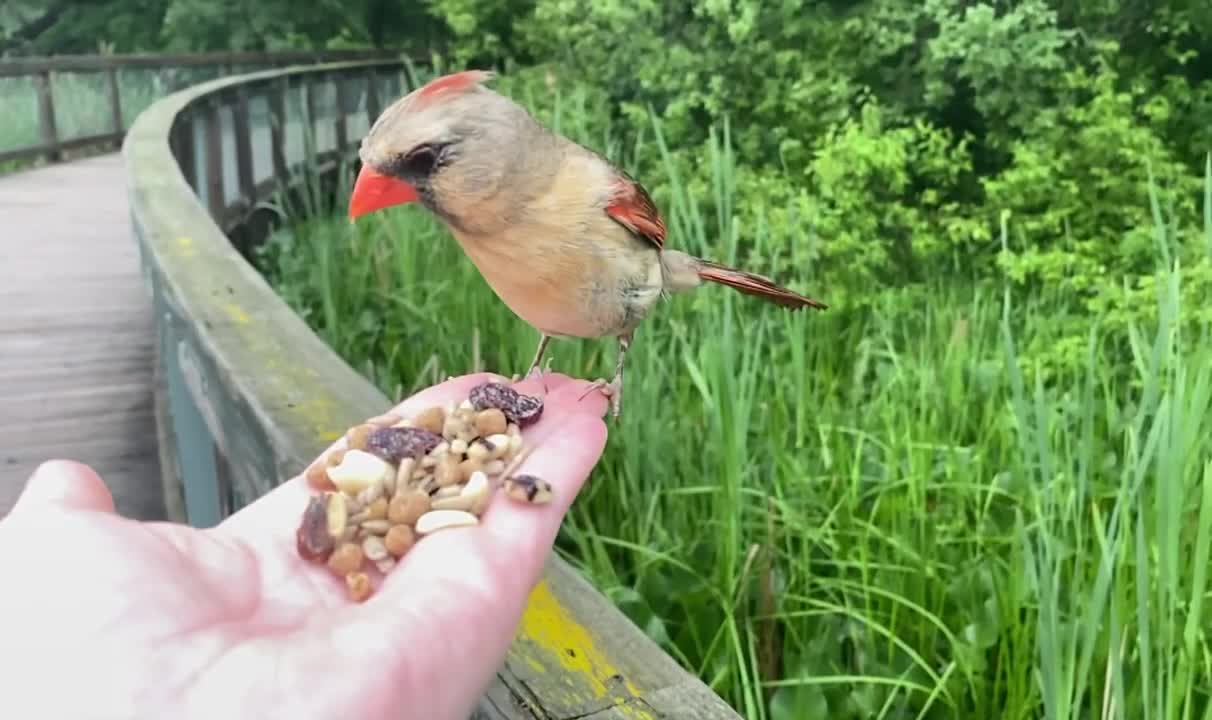 Hand-Feeding Birds in Slow Motion - The Northern Female Cardinal.