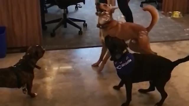 Black and brown dogs chases after bubbles in slowmotion