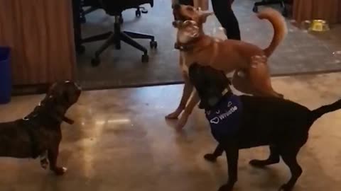 Black and brown dogs chases after bubbles in slowmotion
