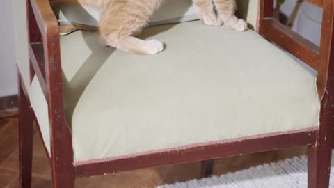 a-ginger-cat-jumping-up-and-down-a-chair