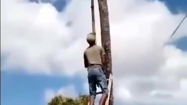 HARVESTING NUTS