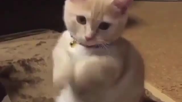A cute cat || pet animal ||