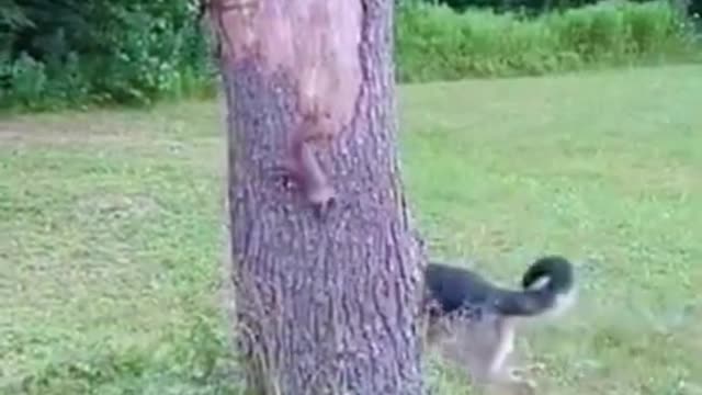 So Cute - Dog playing with a squirrel
