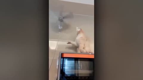 funny videos