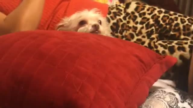 Girl laughs at white furry dog on red pillow