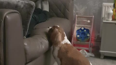 To Get On the Couch or Not to Get On the Couch