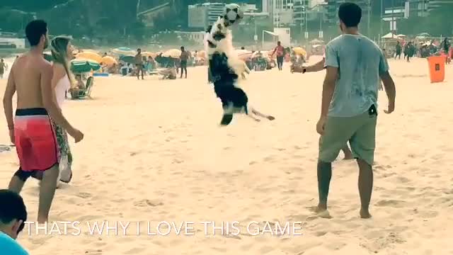 Dog nice video beautiful