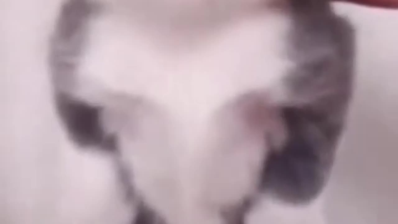 Funniest Videos 2023 😂 Funny Cats 🐱 #cute #cat