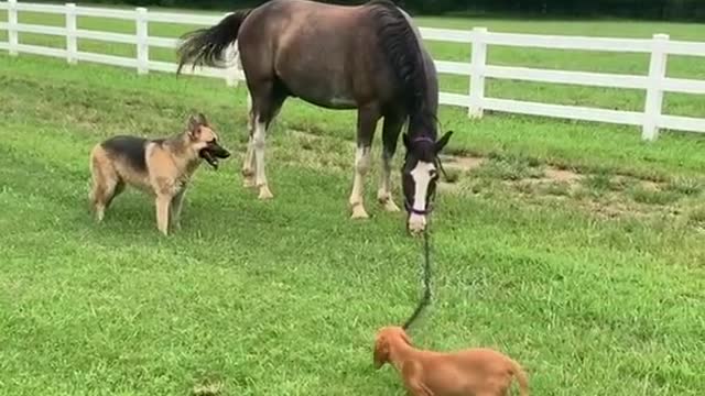 Labrador dog pulling horse