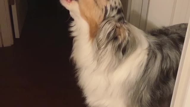 Impatient Aussie howls in excitement for walk time